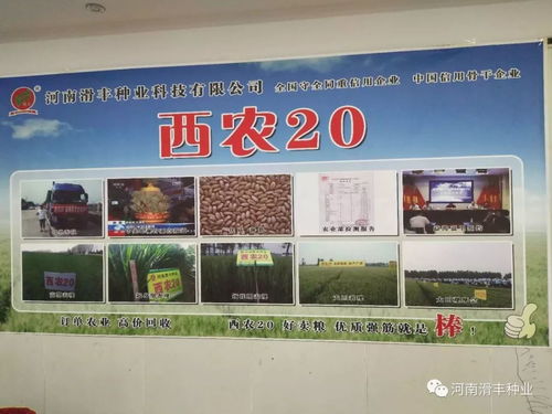 西农20优质强筋小麦订单品种推广 宁陵农技与市场活动共谱新篇
