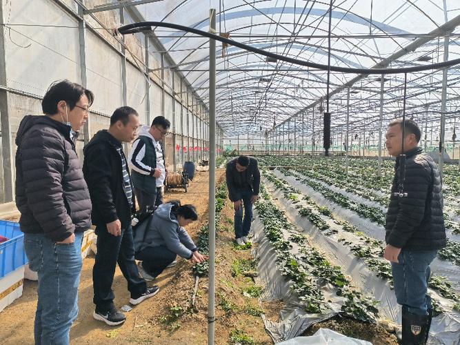 惠城区农业技术推广中心:人勤春来早 农技服务助春耕